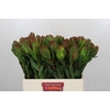 Leucadendron Laurel Yellow