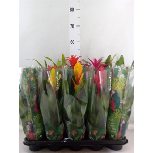 Bromelia   ...mix