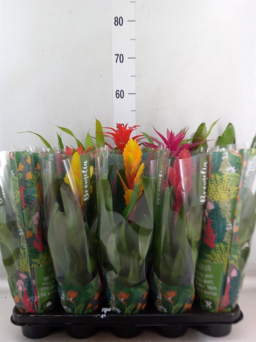 <h4>Bromelia   ...mix</h4>
