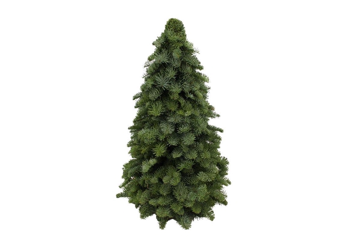 Kerstboom Nobilis 60cm