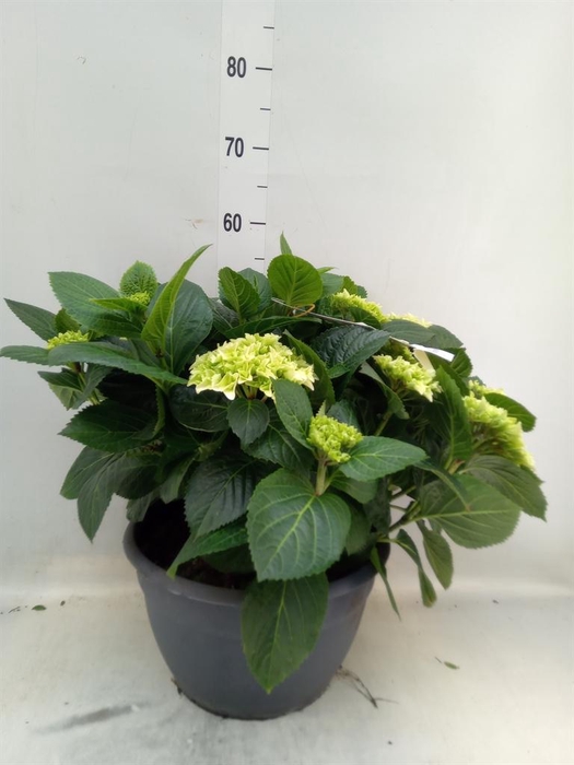 <h4>Hydrangea mac.</h4>