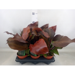 Philodendron  'Sunlight'