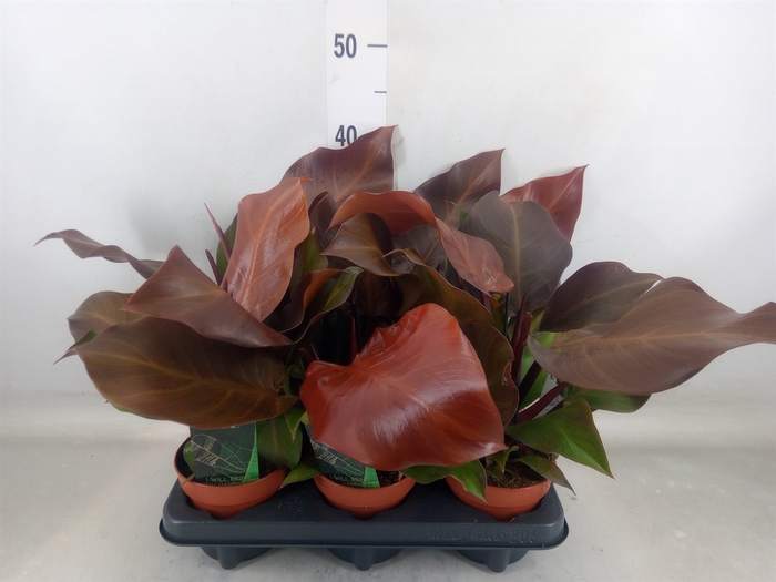 <h4>Philodendron  'Sunlight'</h4>