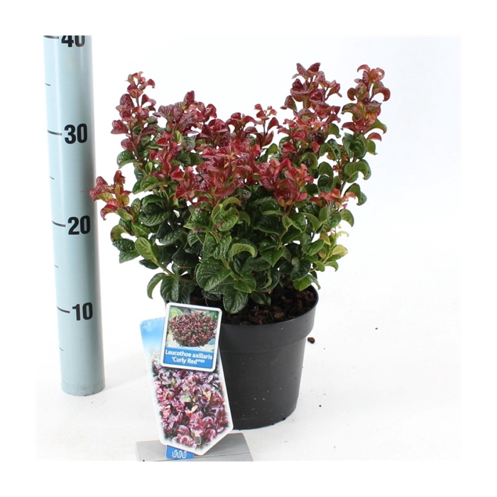 <h4>Leucothoe axillaris ‘Curly Red’ PBR</h4>