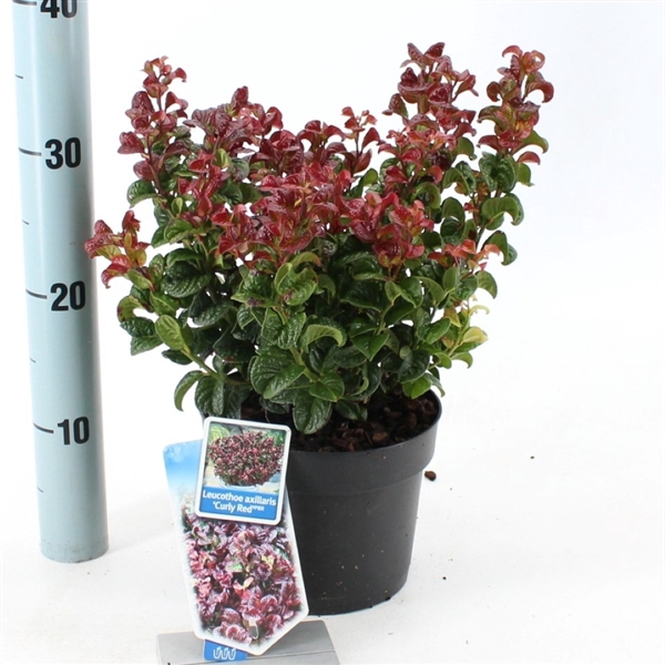 Leucothoe axillaris ‘Curly Red’ PBR