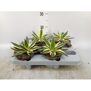 Agave lophantha 'Quadricolor'
