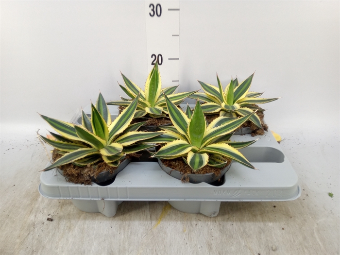 <h4>Agave lophantha 'Quadricolor'</h4>