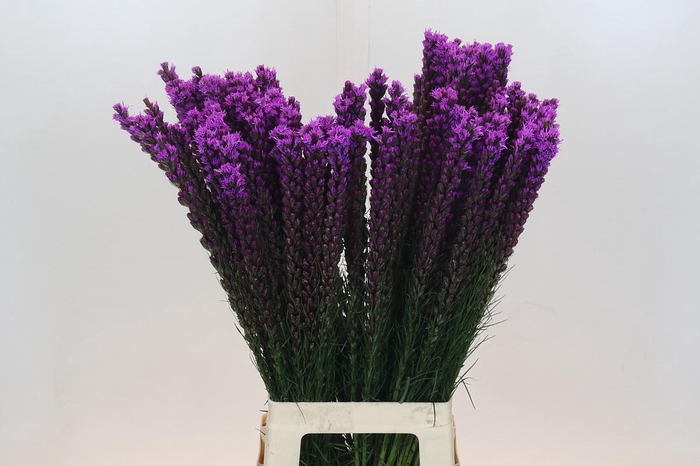 <h4>Liatris Callilepis</h4>