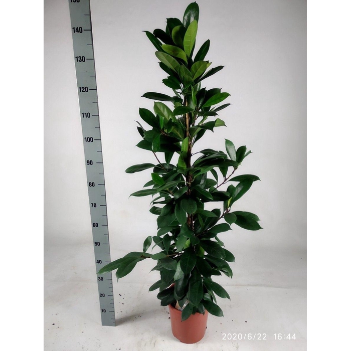 <h4>FICUS CYATHISTIPULA</h4>