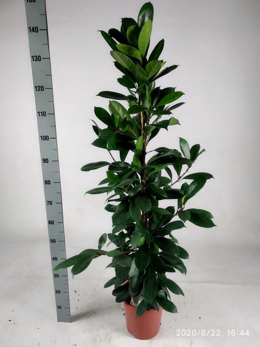 FICUS CYATHISTIPULA