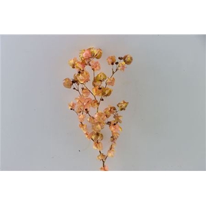 Dried Artz Bougainvillea Gaugain Bunch Slv