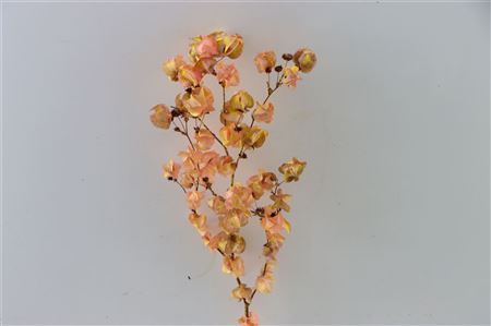 Dried Artz Bougainvillea Gaugain Bunch Slv