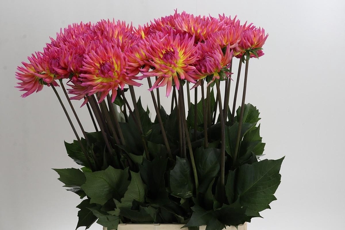 <h4>Dahlia Karma Sangria</h4>