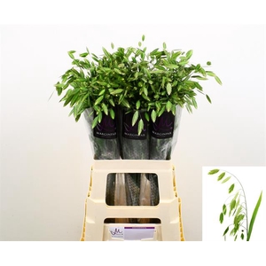 CHASMANTHIUM LATIFOL