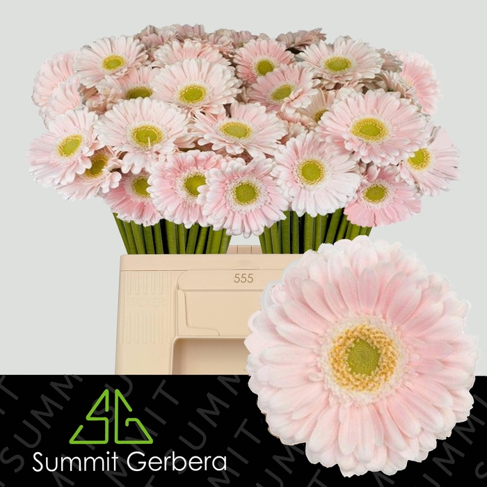 <h4>GE MI CRESPO</h4>