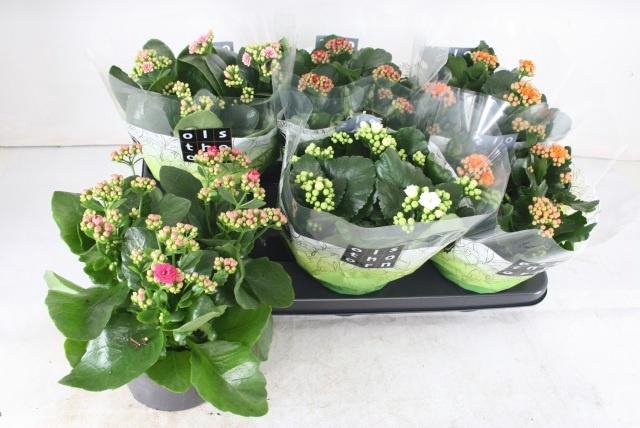 <h4>KAL GE GEM 5 KL</h4>