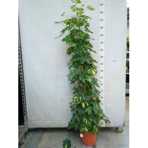 Schefflera arbor. 'Gold Capella'