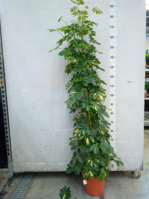 <h4>Schefflera arbor. 'Gold Capella'</h4>