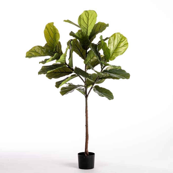 <h4>AF Ficus Lyr pot H137cm Green</h4>