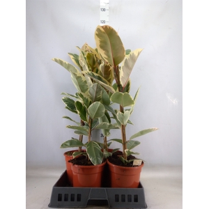Ficus elastica 'Tineke'