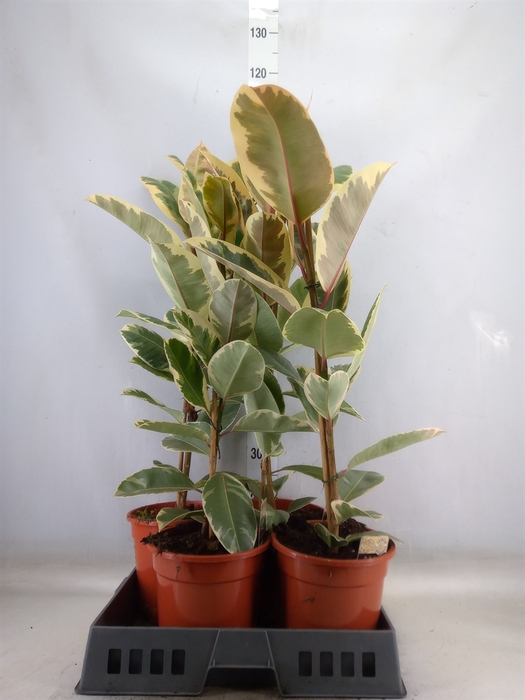 <h4>Ficus elastica 'Tineke'</h4>