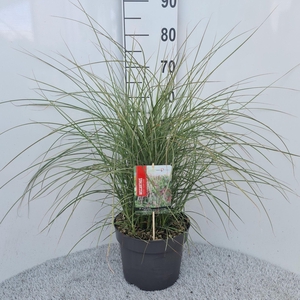Miscanthus sinensis
