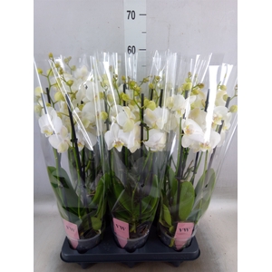Phalaenopsis  'Ant Inverness'