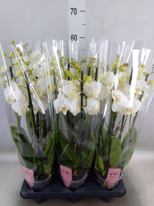 <h4>Phalaenopsis  'Ant Inverness'</h4>