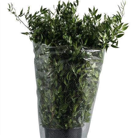 Ruscus Soft Long 4 Stelen