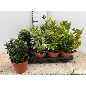 euonymus mix pot 13