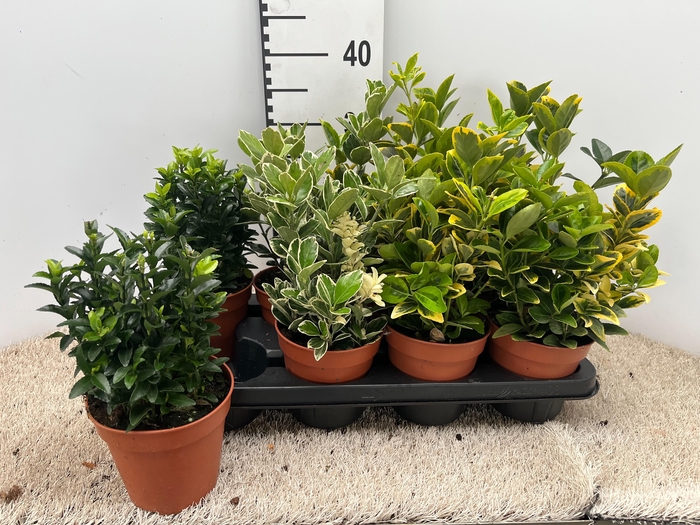 <h4>euonymus mix pot 13</h4>