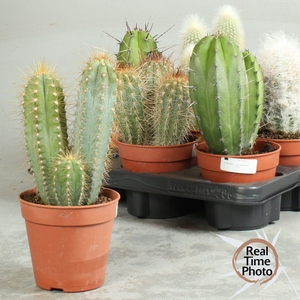 CACTUS OV