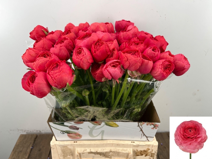 <h4>RAN SU FRAGOLINO</h4>