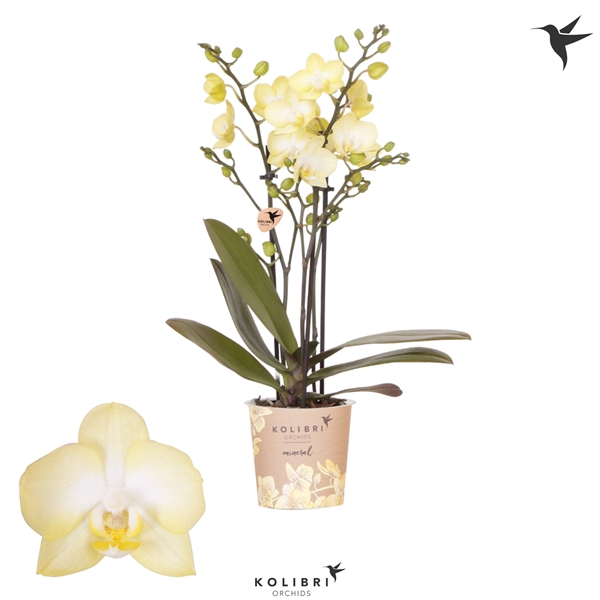 <h4>Kolibri Orchids Phalaenopsis Colombia 3 spike</h4>