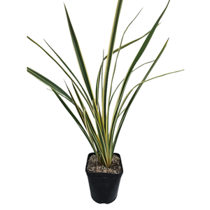 Phormium tenax