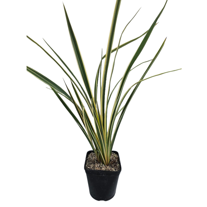 <h4>Phormium tenax</h4>