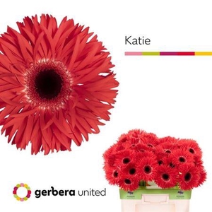 Ge Gr Spi Katie
