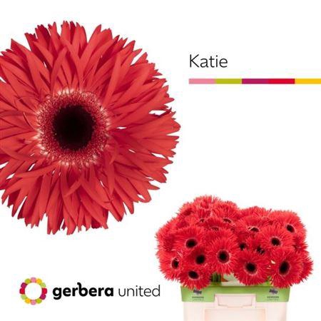 <h4>Ge Gr Spi Katie</h4>