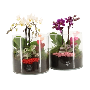 21837: Lovess arrangement