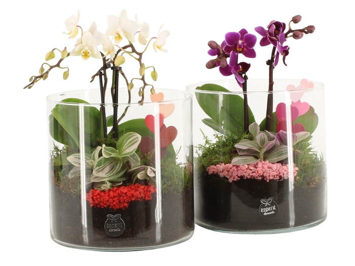 <h4>21837: Lovess arrangement</h4>