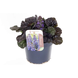 Ajuga reptans Black Scallop
