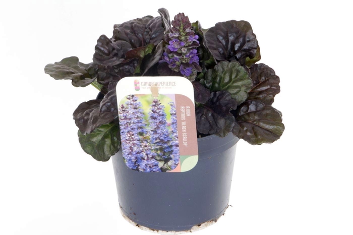 <h4>Ajuga reptans Black Scallop</h4>