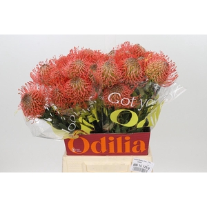 Nutans Ayoba Pink Guava