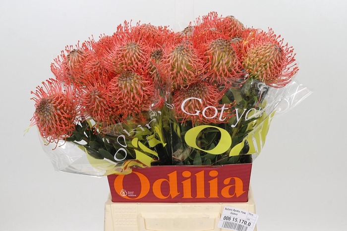 <h4>Nutans Ayoba Pink Guava</h4>