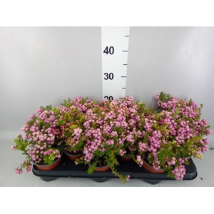 Gaultheria   ...rose berry