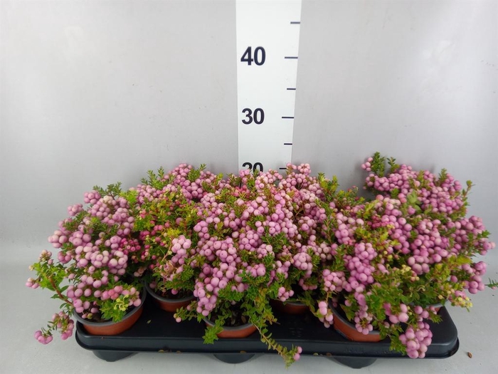 Gaultheria   ...rose berry