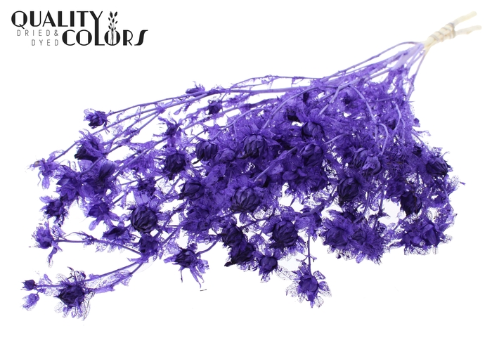<h4>Carthamus per bunch Intense Purple</h4>
