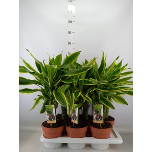 Dracaena frag. 'Golden Coast'