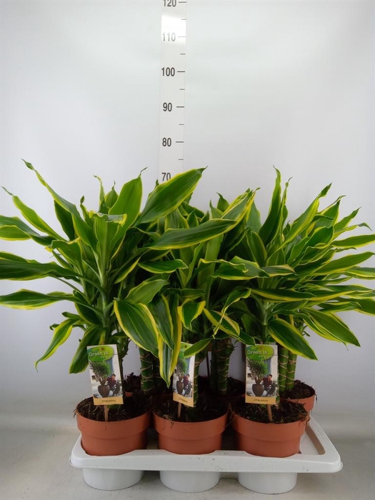 <h4>Dracaena frag. 'Golden Coast'</h4>
