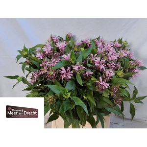 MONARDA BEAUTY COBHA